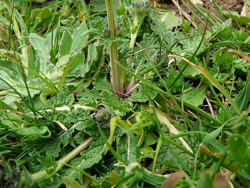Salvia verbenaca / Salvia minore